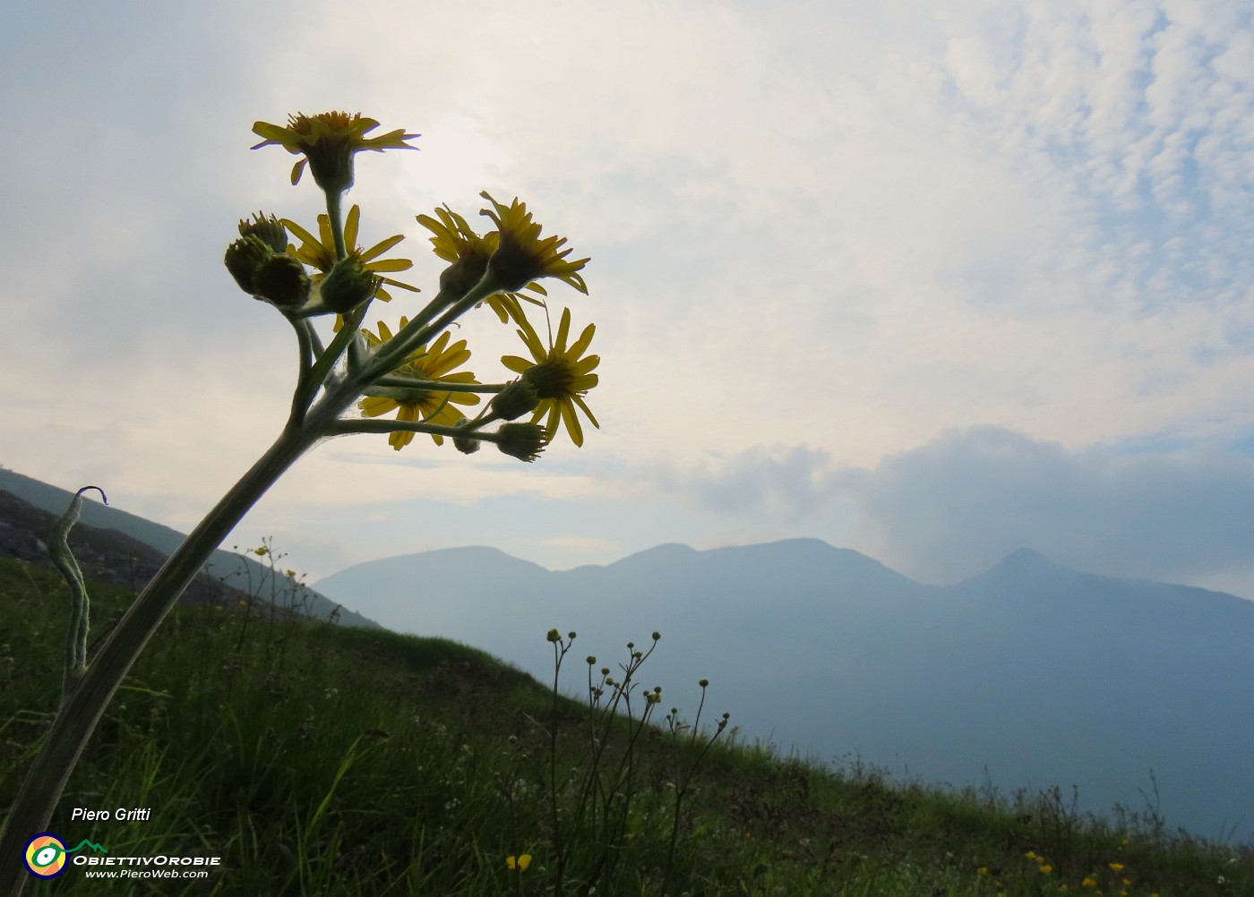 09 Tephroseris longifolia (Senecione di Gaudin) con vista in Cime Grem-Foppazzi.JPG
